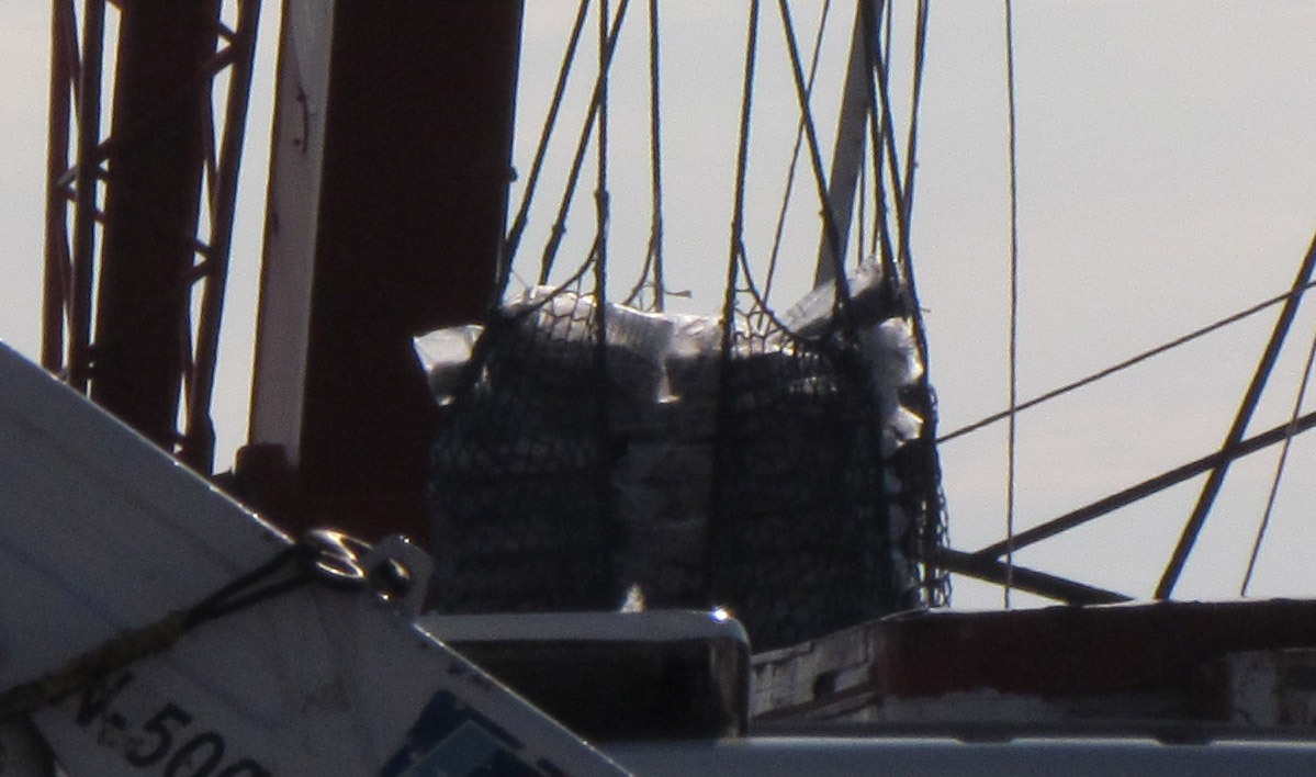 Últimas señales de la temporada de calamar