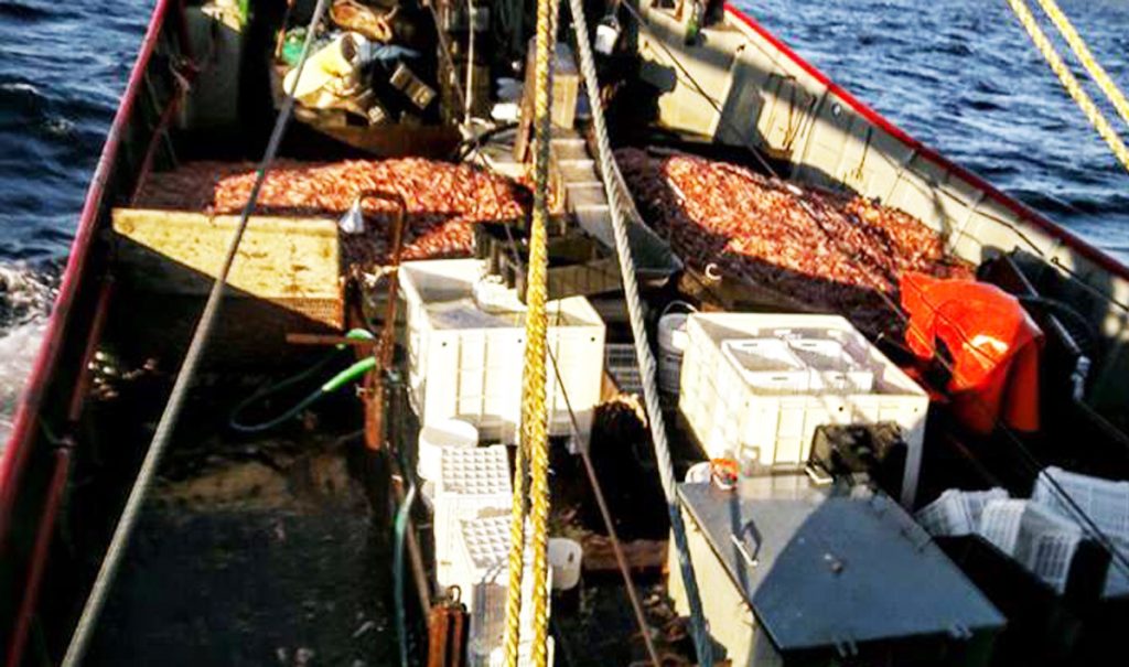 Quedó abierta nueva zona para la captura del langostino