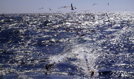 Consejo Federal Pesquero. Sesión semanal, Acta Nro.34-35/22