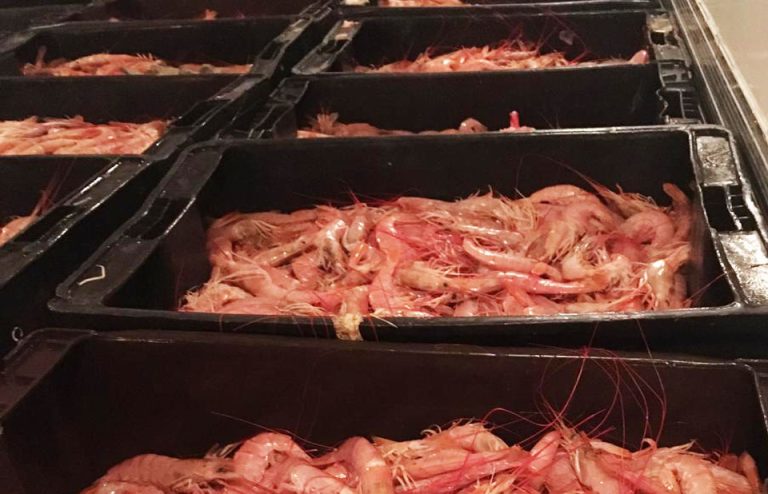Langostino: se sostuvo un buen nivel de desembarque durante agosto