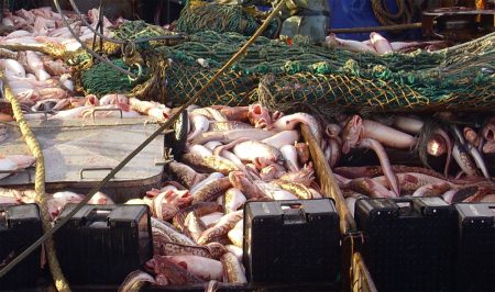 Abadejo: fueron seleccionados los fresqueros que harán la prospección