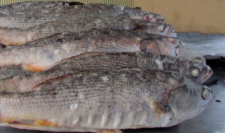 Realizarán prospección de corvina en zona fluvial