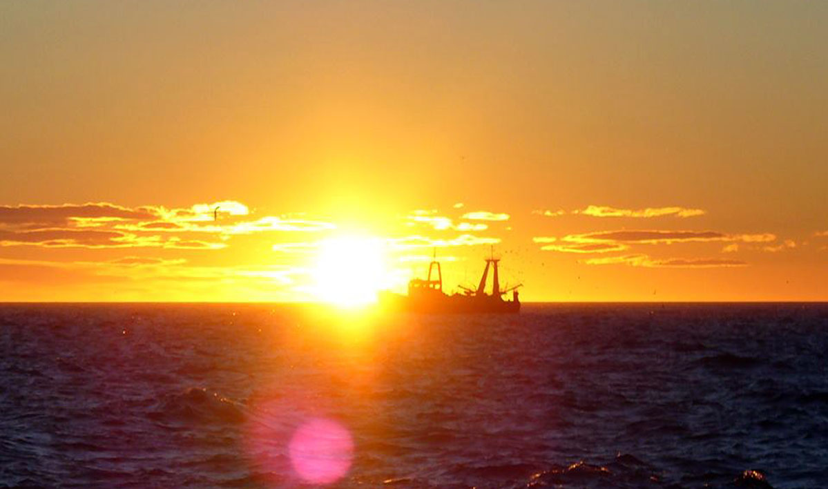 Resultados dispares dejan las prospecciones de langostino