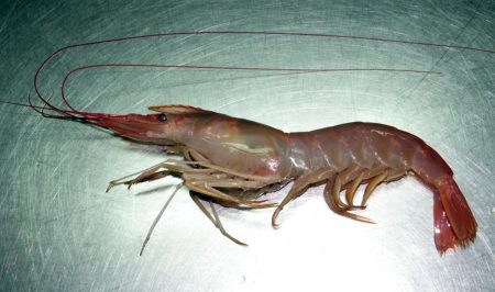 Se extiende la prospección de langostino entre 44° 30´ y 45°
