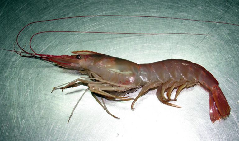 Se extiende la prospección de langostino entre 44° 30´ y 45°