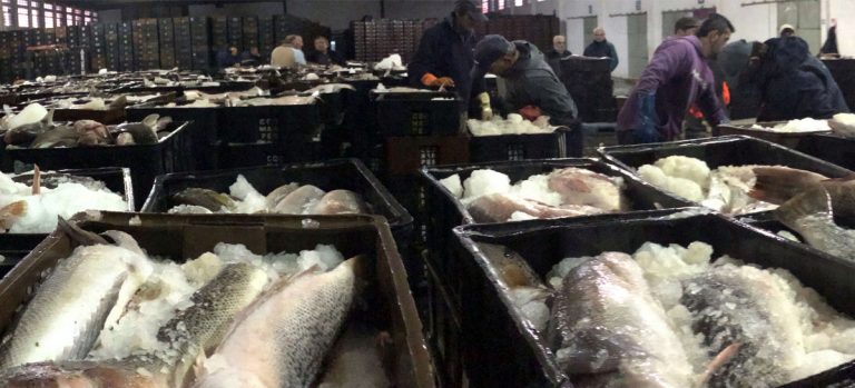 FAO proyecta para 2030 alzas en la producción de pescado, consumo y precios