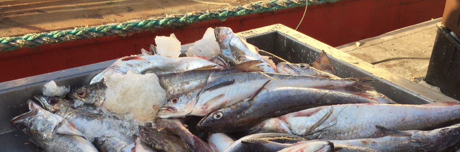 La Unión Europea fija arancel cero para la importación de merluza hubbsi destinada a transformación