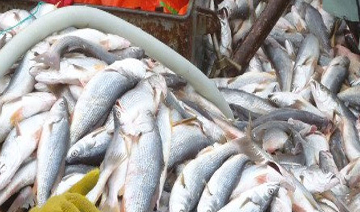 Fijan captura máxima de pescadilla