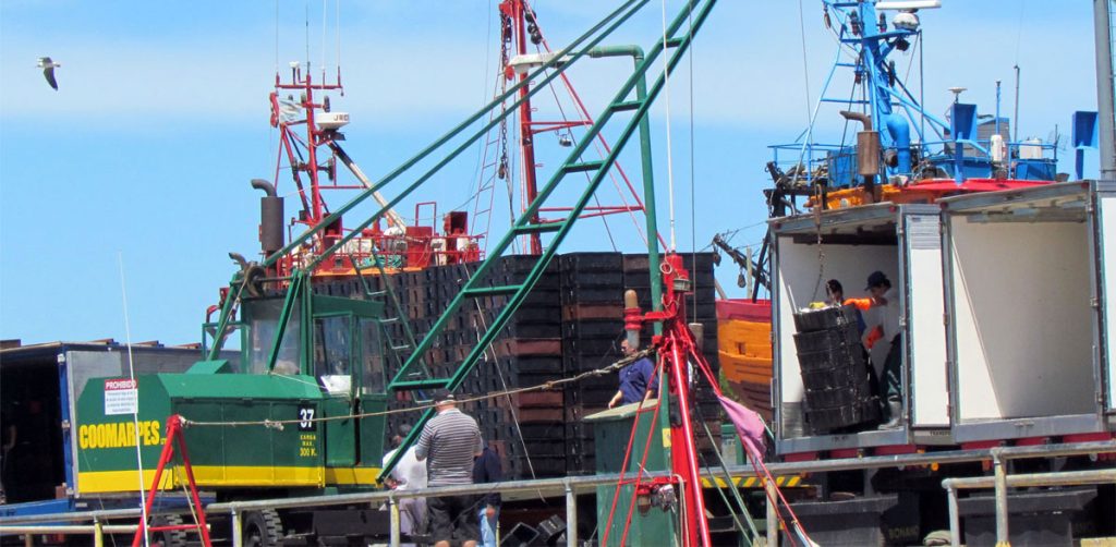 Anchoíta y caballa, el rendimiento por barco