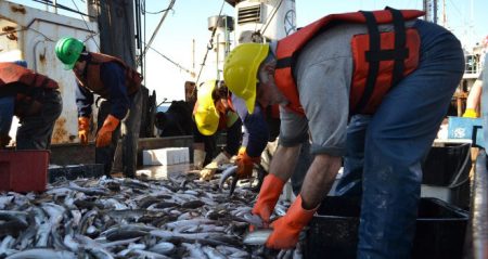 Detectan aumento en la abundancia de juveniles de merluza