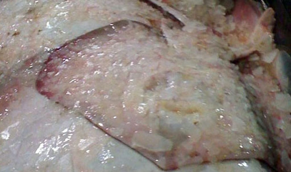 Zona Común de Pesca: determinan capturas de raya para el segundo semestre