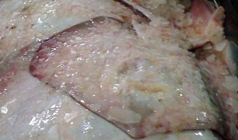 Zona Común de Pesca: determinan capturas de raya para el segundo semestre