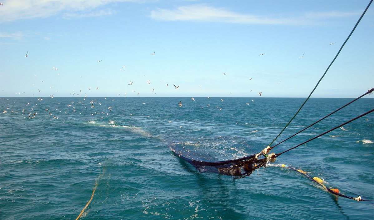 La anchoíta todavía no muestra su mejor versión