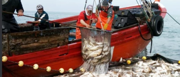 Inusual captura de corvina en área próxima a Escollera Sur