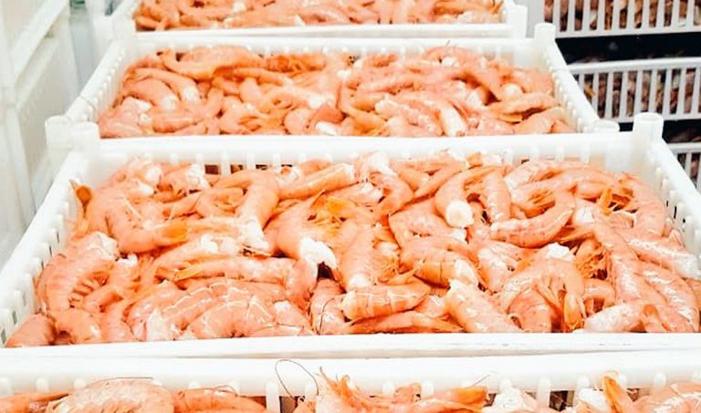 Langostino: se desembarcaron 60 mil toneladas en los últimos 50 días