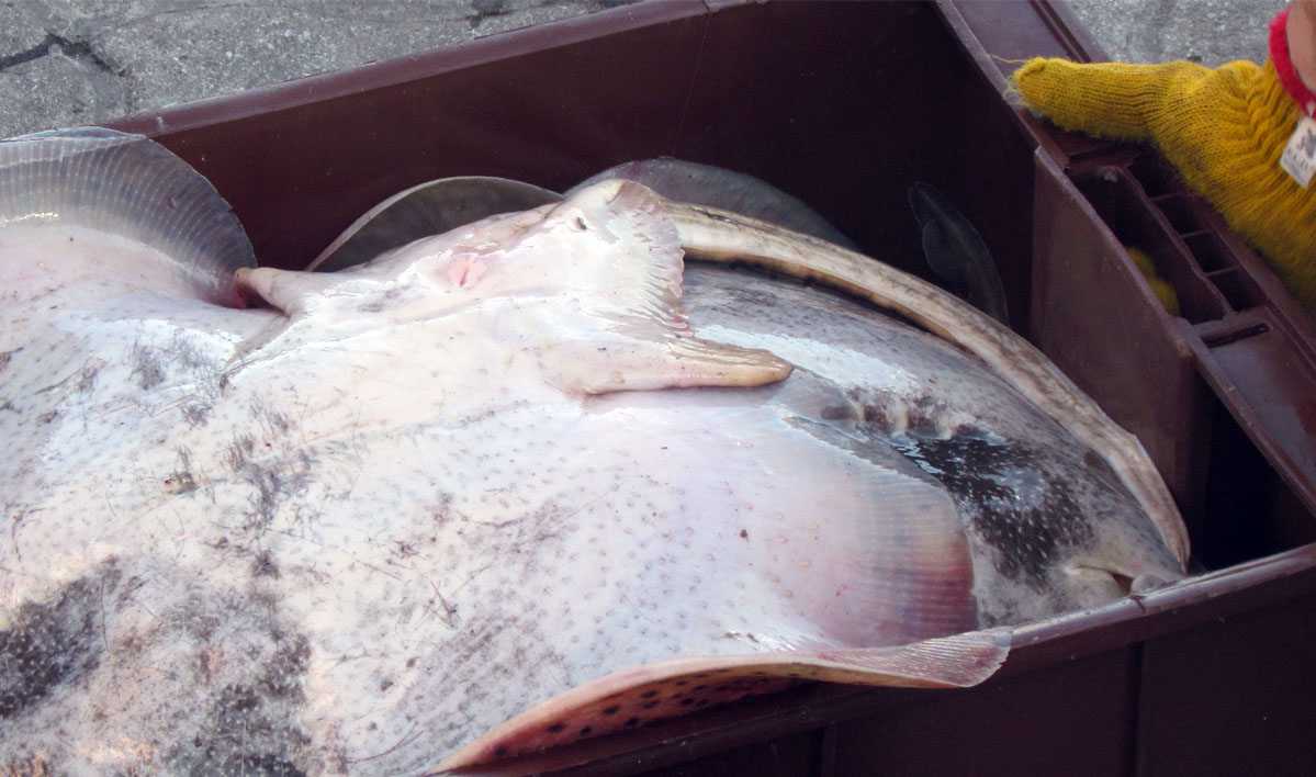 Limitan descarga de “rayas de altura” provenientes de la Zona Común