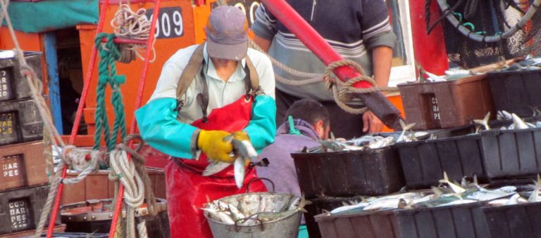 Las lanchas vuelven a tocar caballa