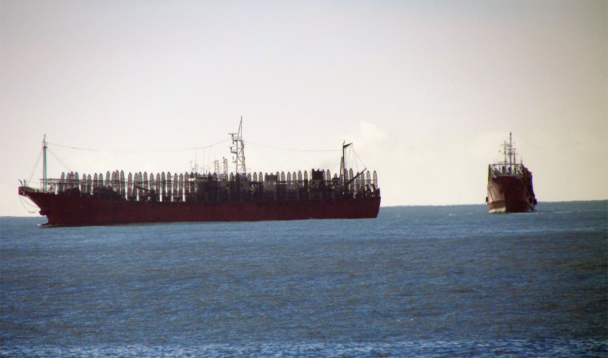 Calamar: datos claves y rendimiento por buque