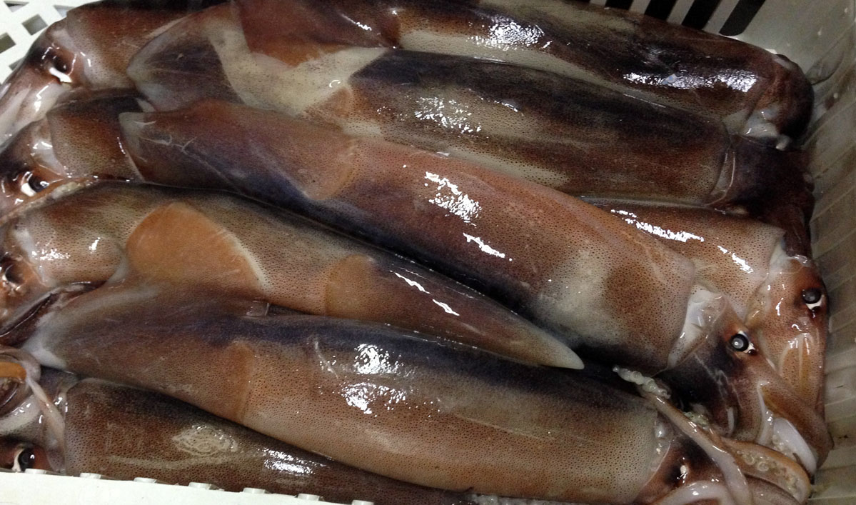 Favorable proyección de mercado para la temporada de calamar