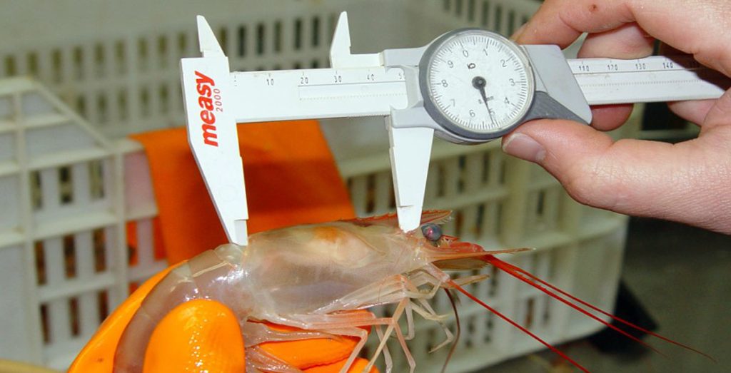 Informe del Inidep alerta sobre una «baja significativa» de la biomasa de langostino