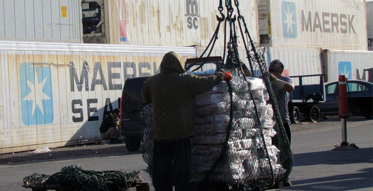 Apertura restringida para pescar calamar al norte