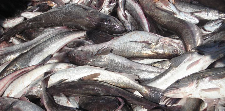 Desembarques de merluza y calamar por buque