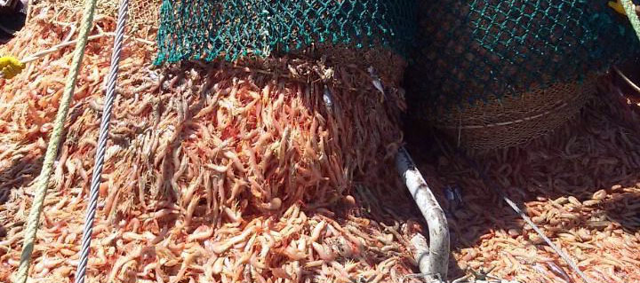 El langostino demanda un monitoreo exhaustivo de los rendimientos, según insiste el Inidep