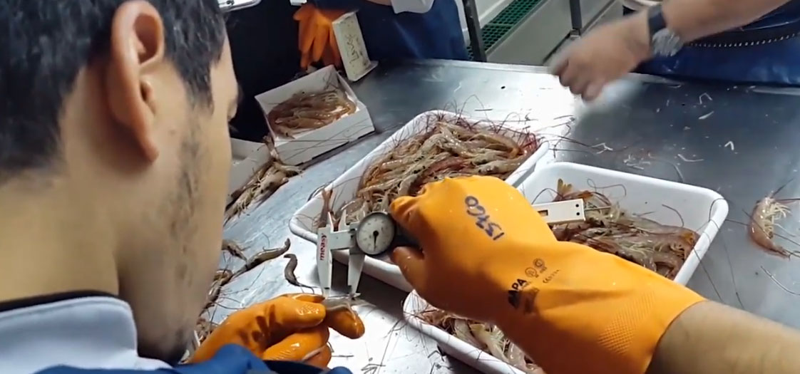Reunión crucial para discutir la temporada de langostino
