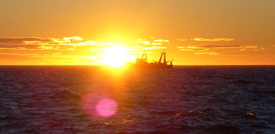 Prospección XL para el langostino