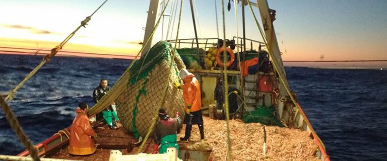 La temporada de langostino en aguas nacionales ya tiene fecha de cierre