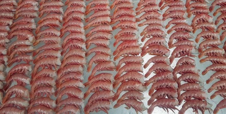 Reingreso de langostino a Brasil: “Es un paso detrás del cual estábamosâ€