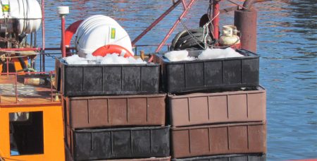 Establecen captura total permisible de gatuzo y pez ángel para la Zona Común de Pesca