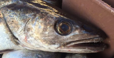 Extienden el plazo para peticionar volúmenes de merluza provenientes de la Reserva de Administración