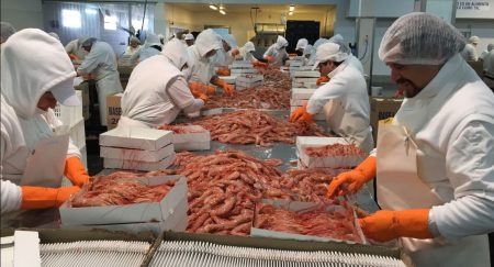 Se cort贸 el langostino en el 41, fuerte disminuci贸n de capturas incidentales