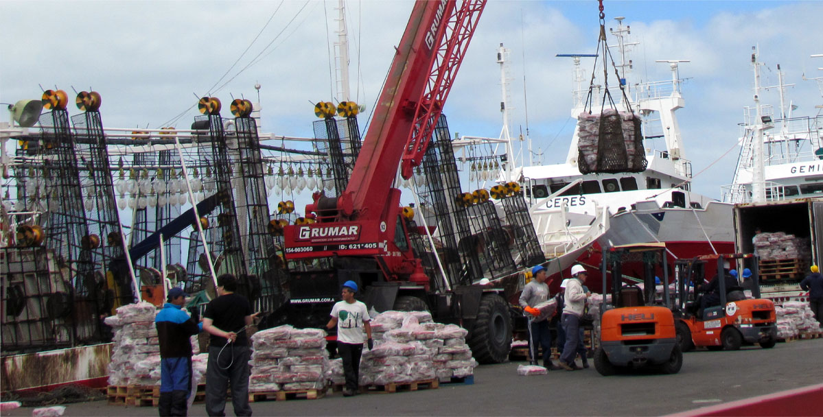 El calamar hizo que Mar del Plata recuperara volumen