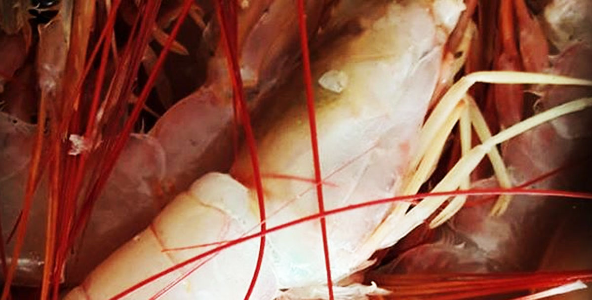 Langostino: qué saldo parcial dejó la incursión de la flota sobre el paralelo 41°