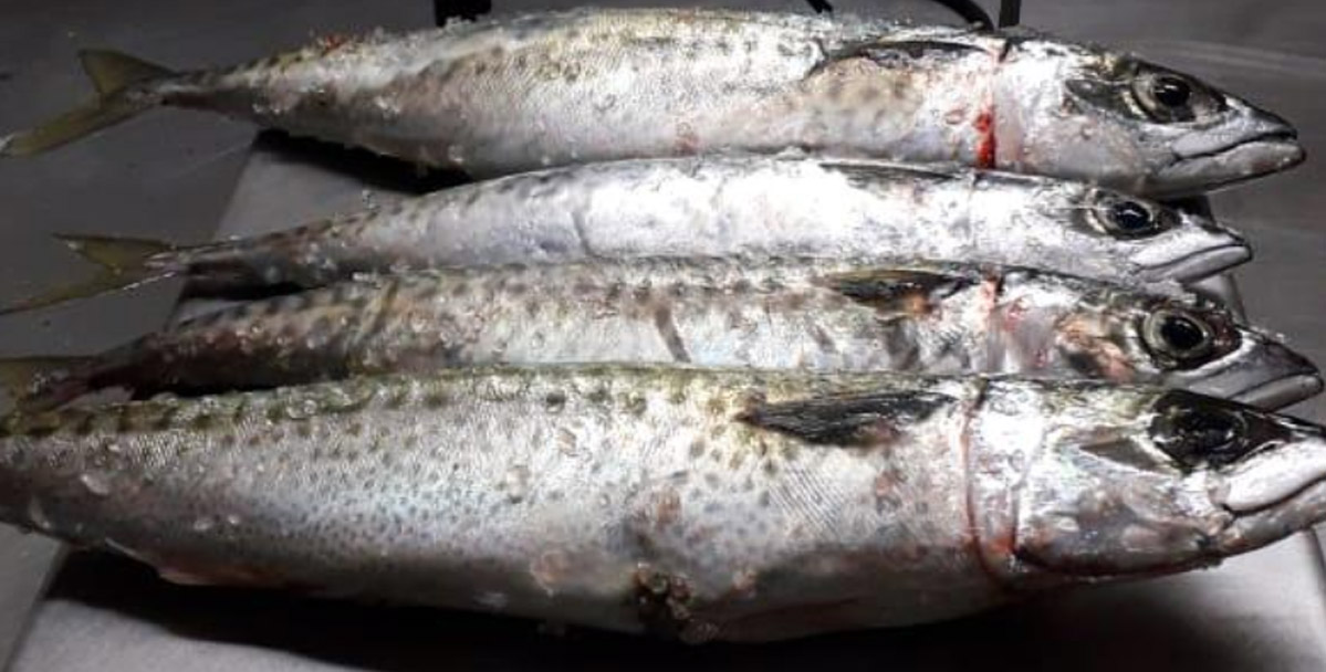 La temporada de caballa exhibe sus primeros trazos