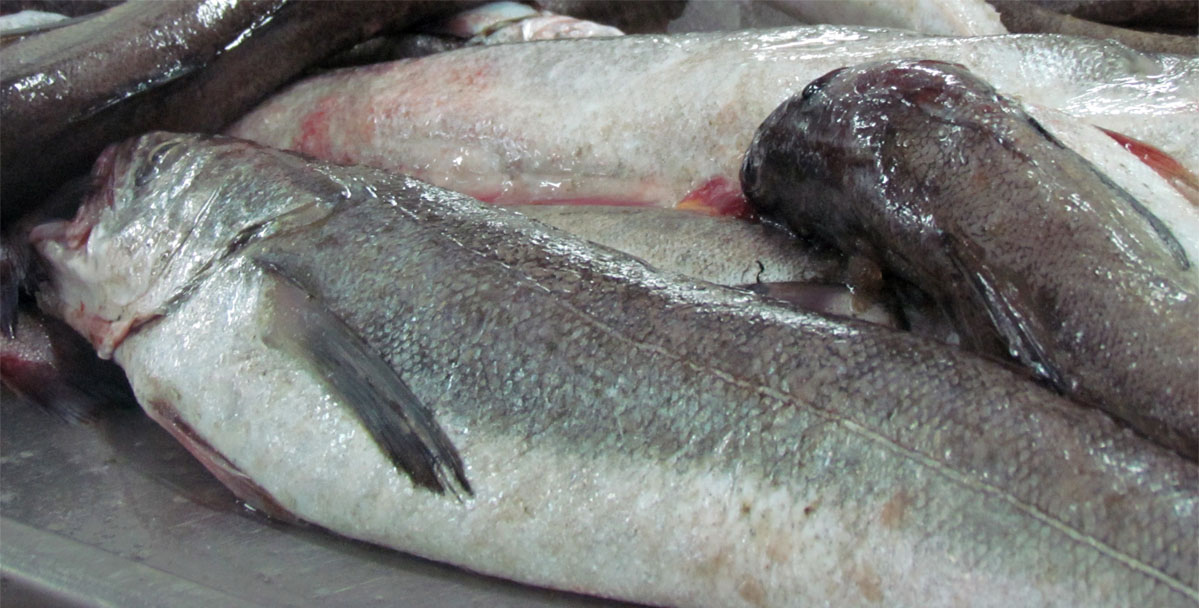 Merluza: veda de primavera en Zona Común de Pesca