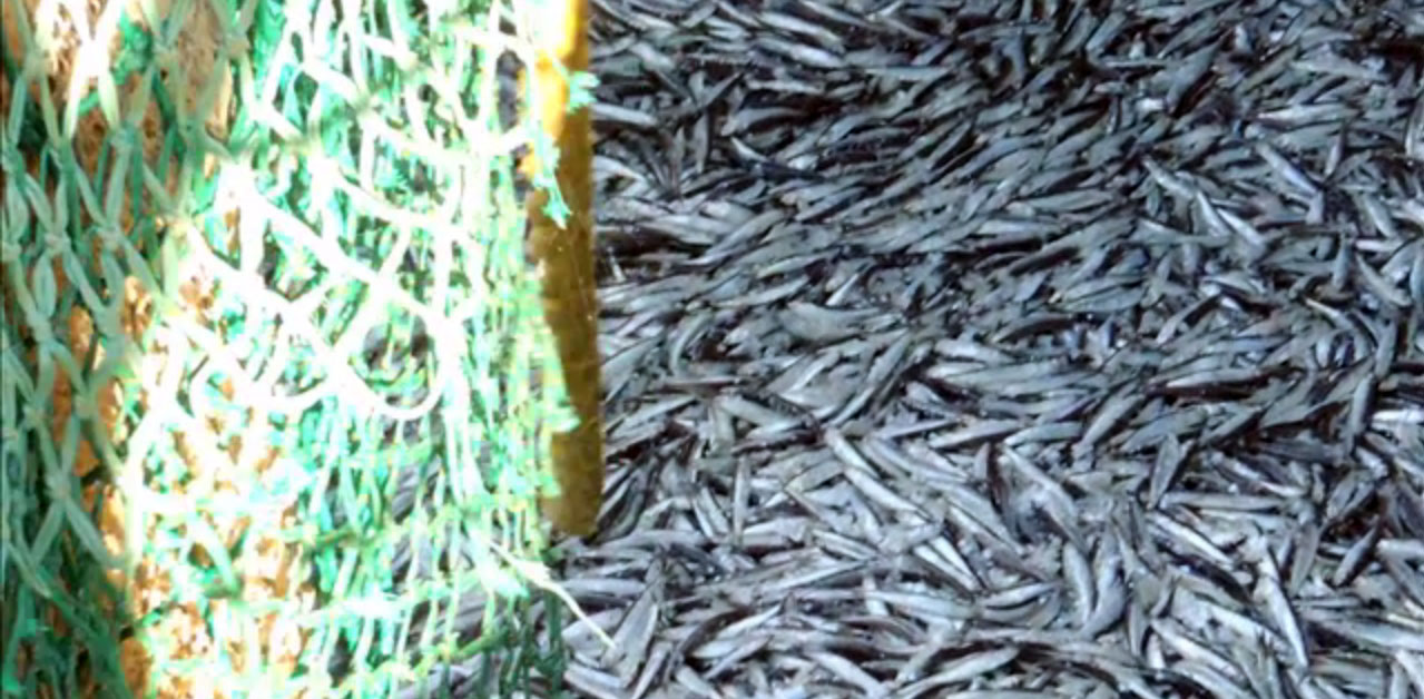 La anchoíta da pocas señales y lejos