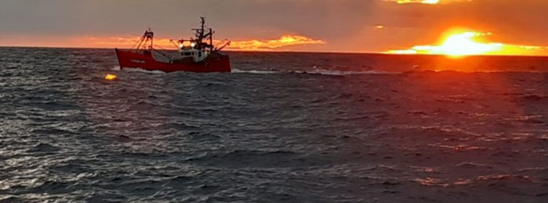 Perfilan nueva prospecci贸n de langostino en aguas nacionales