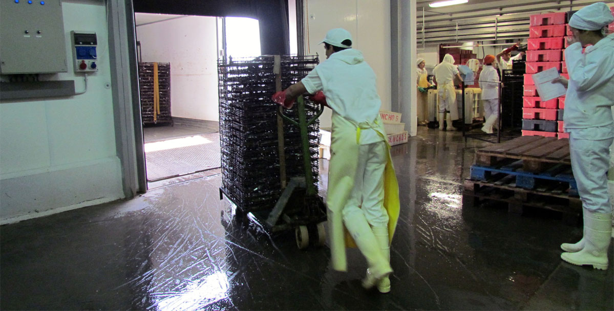 Se intensifican los desembarques de anchoíta