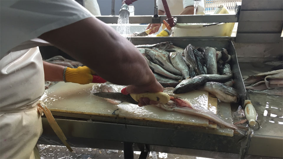 Las prioridades de gestión del nuevo subsecretario de Pesca, Carlos Liberman 1 fileteado planta 1 1