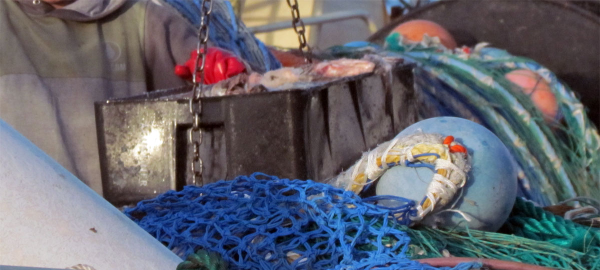 La estiba sube un 20 por ciento mientras varias especies exhiben precios en baja