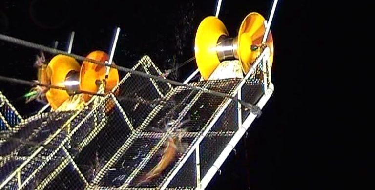 Intermitencias en el comienzo de la temporada de calamar