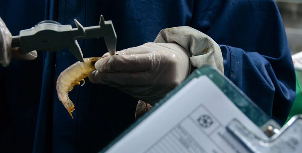 La prospección de langostino en aguas nacionales tiene observadores designados