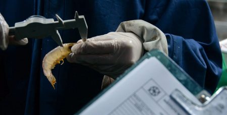 La prospección de langostino en aguas nacionales tiene observadores designados