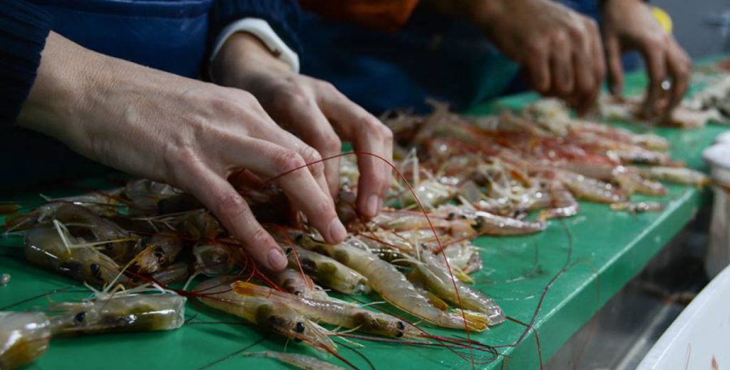 Con cambios en la nómina de buques, se inició la prospección de langostino