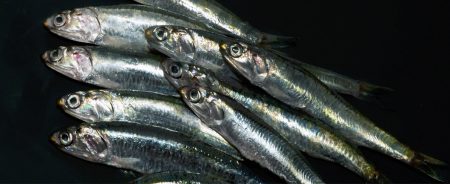 Mirada cient铆fica sobre la ancho铆ta