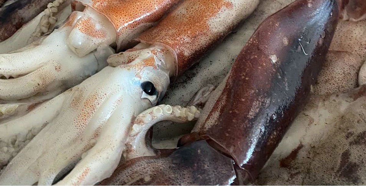 El sorpresivo repunte del calamar en números