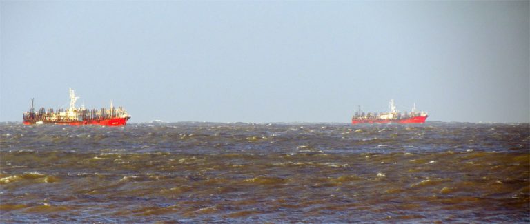 La mejor temporada de calamar de las últimas seis